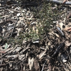 Daviesia ulicifolia subsp. ruscifolia (Broad-leaved Gorse Bitter Pea) at Point 4150 - 10 Aug 2021 by Tapirlord