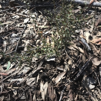 Daviesia ulicifolia subsp. ruscifolia (Broad-leaved Gorse Bitter Pea) at Holt, ACT - 10 Aug 2021 by Tapirlord