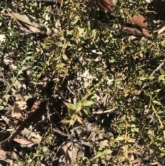 Daviesia ulicifolia subsp. ruscifolia at Holt, ACT - 10 Aug 2021