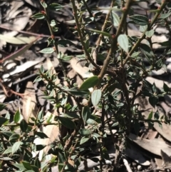 Daviesia ulicifolia subsp. ruscifolia at Holt, ACT - 10 Aug 2021