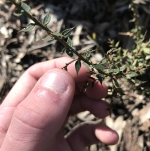 Daviesia ulicifolia subsp. ruscifolia at Holt, ACT - 10 Aug 2021