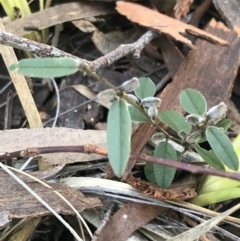 Hovea heterophylla (Common Hovea) at Aranda Bushland - 10 Aug 2021 by Tapirlord