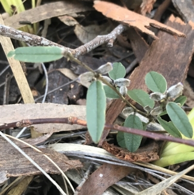 Hovea heterophylla (Common Hovea) at Holt, ACT - 10 Aug 2021 by Tapirlord