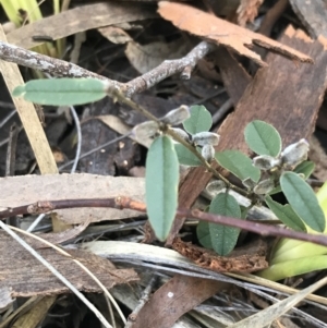 Hovea heterophylla at Holt, ACT - 10 Aug 2021