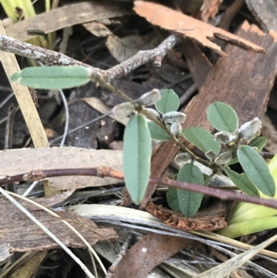 Hovea heterophylla (Common Hovea) at Aranda Bushland - 10 Aug 2021 by Tapirlord