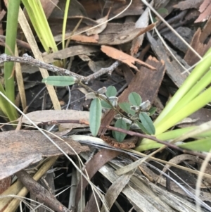 Hovea heterophylla at Holt, ACT - 10 Aug 2021