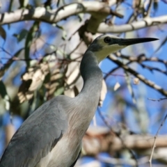 Egretta novaehollandiae (White-faced Heron) at Bells TSR - 14 Aug 2021 by PaulF