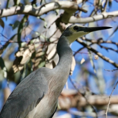 Egretta novaehollandiae (White-faced Heron) at Bells TSR - 14 Aug 2021 by PaulF