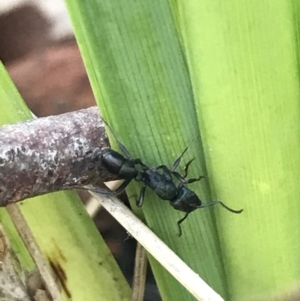 Rhytidoponera metallica at Holt, ACT - 10 Aug 2021 10:46 AM