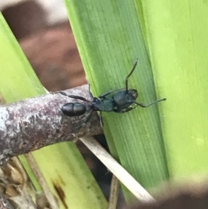 Rhytidoponera metallica at Holt, ACT - 10 Aug 2021 10:46 AM