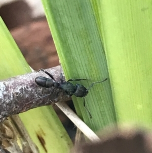 Rhytidoponera metallica at Holt, ACT - 10 Aug 2021 10:46 AM