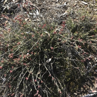 Leucopogon virgatus (Common Beard-heath) at Aranda Bushland - 10 Aug 2021 by Tapirlord