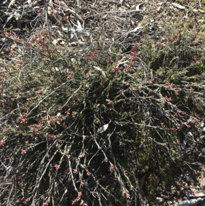 Leucopogon virgatus (Common Beard-heath) at Holt, ACT - 10 Aug 2021 by Tapirlord