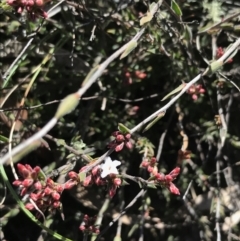 Leucopogon virgatus at Holt, ACT - 10 Aug 2021