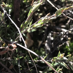 Leucopogon virgatus at Holt, ACT - 10 Aug 2021