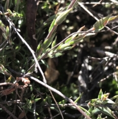 Leucopogon virgatus at Holt, ACT - 10 Aug 2021 10:48 AM