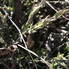 Leucopogon virgatus at Holt, ACT - 10 Aug 2021