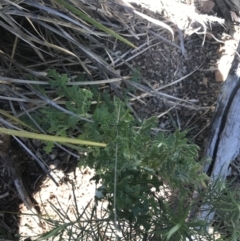 Senecio bathurstianus (Rough Fireweed) at Holt, ACT - 10 Aug 2021 by Tapirlord