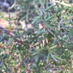 Leucopogon fletcheri subsp. brevisepalus (Twin Flower Beard-Heath) at Aranda Bushland - 10 Aug 2021 by Tapirlord