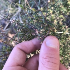 Leucopogon fletcheri subsp. brevisepalus at Holt, ACT - 10 Aug 2021