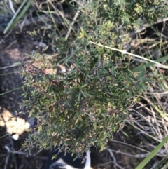 Styphelia fletcheri subsp. brevisepala at Holt, ACT - 10 Aug 2021 10:53 AM