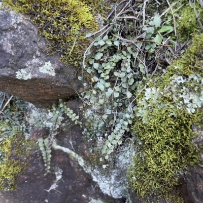 Asplenium flabellifolium (Necklace Fern) at Majura, ACT - 14 Aug 2021 by JaneR