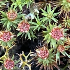 Polytrichum at Mount Majura - 14 Aug 2021 by JaneR