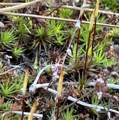 Polytrichum at Majura, ACT - 14 Aug 2021