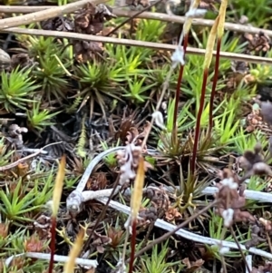 Polytrichum at Majura, ACT - 14 Aug 2021