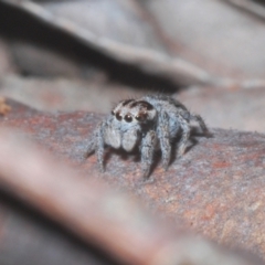 Maratus calcitrans (Kicking peacock spider) at Downer, ACT - 11 Aug 2021 by Harrisi