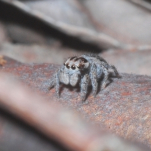 Maratus calcitrans at Downer, ACT - 11 Aug 2021