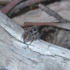 Maratus calcitrans at Downer, ACT - suppressed