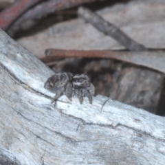 Maratus calcitrans at Downer, ACT - 11 Aug 2021