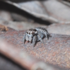 Maratus calcitrans at Downer, ACT - 11 Aug 2021