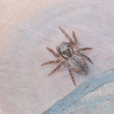 Servaea sp. (genus) (Unidentified Servaea jumping spider) at Stirling, ACT - 13 Aug 2021 by Harrisi