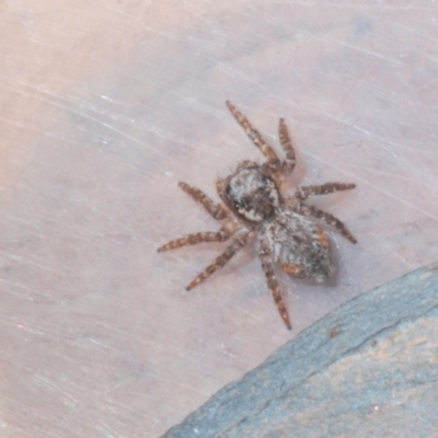 Unidentified Jumping or peacock spider (Salticidae) at Stirling, ACT - 13 Aug 2021 by Harrisi