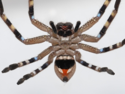 Neosparassus calligaster (Beautiful Badge Huntsman) at Evatt, ACT - 13 Aug 2021 by TimL