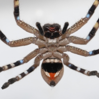 Neosparassus calligaster (Beautiful Badge Huntsman) at Evatt, ACT - 13 Aug 2021 by TimL