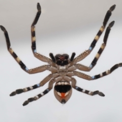 Neosparassus calligaster at Evatt, ACT - 13 Aug 2021