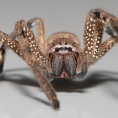 Neosparassus calligaster at Evatt, ACT - 13 Aug 2021 05:08 PM