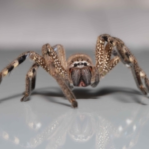 Neosparassus calligaster at Evatt, ACT - 13 Aug 2021