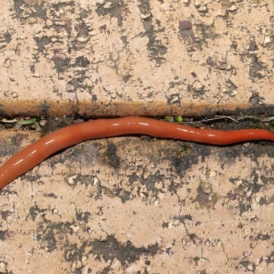 Australoplana alba (A flatworm) at Evatt, ACT - 14 Aug 2021 by TimL