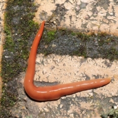 Australoplana alba at Evatt, ACT - 14 Aug 2021