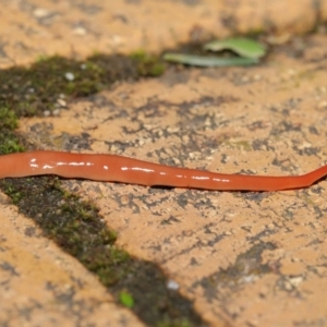 Australoplana alba at Evatt, ACT - 14 Aug 2021 07:10 PM