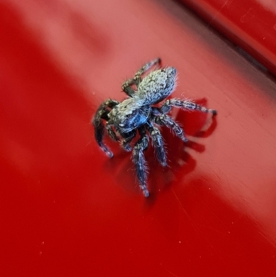 Servaea sp. (genus) (Unidentified Servaea jumping spider) at Denman Prospect, ACT - 14 Aug 2021 by AaronClausen