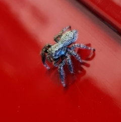 Unidentified Jumping & peacock spider (Salticidae) (TBC) at Molonglo Valley, ACT - 14 Aug 2021 by AaronClausen
