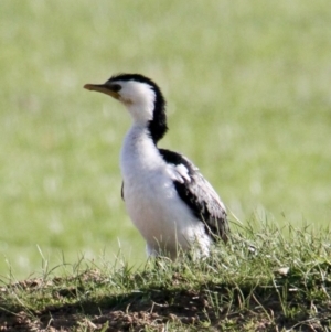 Microcarbo melanoleucos at Wirlinga, NSW - 14 Aug 2021