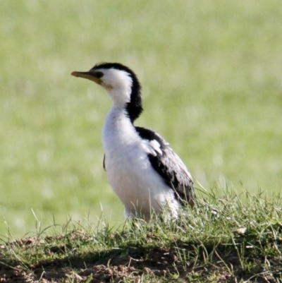 Microcarbo melanoleucos (Little Pied Cormorant) at Albury - 14 Aug 2021 by PaulF