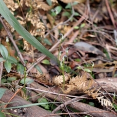 Pterostylis pedunculata (Maroonhood) at Woodlands, NSW - 14 Aug 2021 by Snowflake