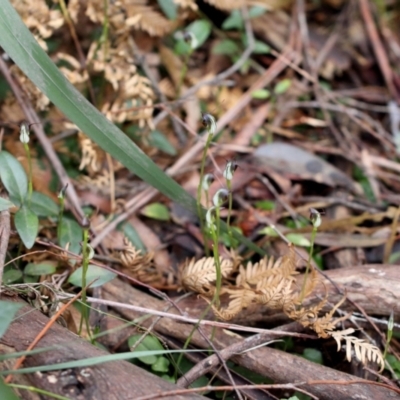 Pterostylis pedunculata (Maroonhood) at Woodlands, NSW - 14 Aug 2021 by Snowflake